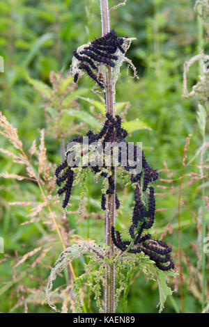 Tagpfauenauge (Nymphalis io) Fütterung der Larven gesellig auf Brennnessel (Urtica dioica). Powys, Wales. Juni. Stockfoto