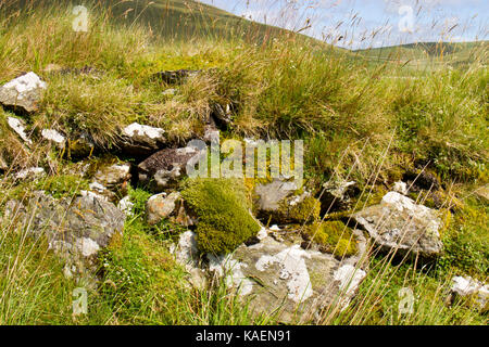 Stein und Turf Wand mit wachsende Moose und Gräser in einer Hochfläche. In der Nähe von Nant-y-moch Behälter. Ceredigion, Wales. Juli. Stockfoto