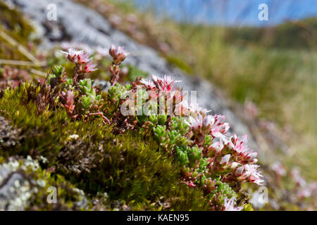 Englisch Fetthenne (Sedum anglicum) Blühende auf einem Felsvorsprung. Cambrian Mountains, Powys, Wales. Juli. Stockfoto