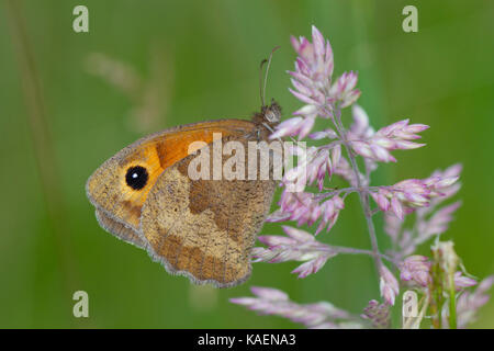 Wiese Braun butterfly (Pyrausta aurata) erwachsenen Frauen. Powys, Wales. Juli. Stockfoto