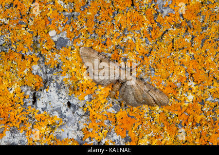 Wermut Pug (Eupithecia absinthiata) erwachsenen Motten ruht auf einer Mauer. Powys, Wales. Juli. Stockfoto