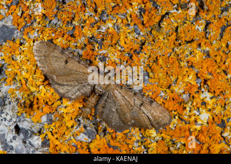 Wermut Pug (Eupithecia absinthiata) erwachsenen Motten ruht auf einer Mauer. Powys, Wales. Juli. Stockfoto