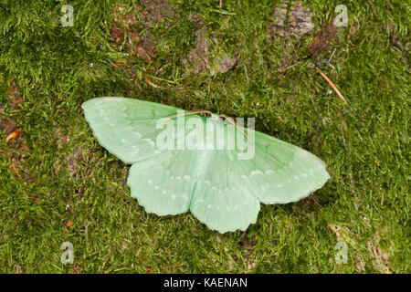 Große Emerald (Geometer papilionaria) erwachsenen Motten ruht auf Moss. Powys, Wales. Juli. Stockfoto