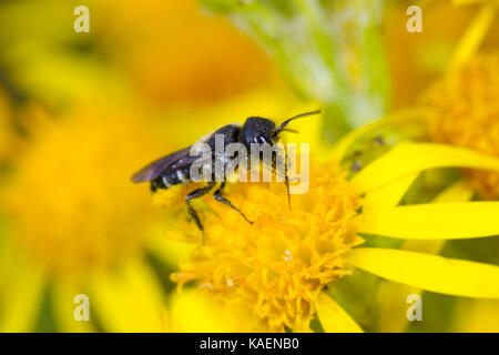 Großen Harz - Biene (Heriades truncorum) erwachsenen weiblichen Fütterung auf Ragwort (Maculata vulgaris) Blumen.. Suffolk, England. Juli. Stockfoto