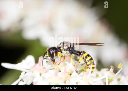 Digger wasp Ectemnius lituratus erwachsenen männlichen Fütterung auf scharfkraut Blumen. Suffolk, England. Juli. Stockfoto