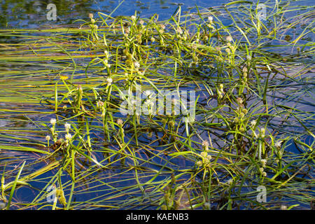 Floating Bur - Reed (Sparganium angustifolium) Blüte in einer Hochebene Teich. Powys, Wales. Juli. Stockfoto