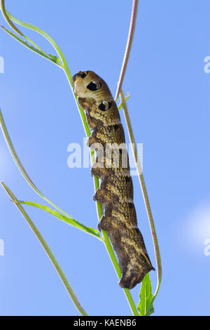 Elephant Hawk-moth (Deilephila elpenor) ausgewachsene Larve. Powys, Wales. Juli. Stockfoto