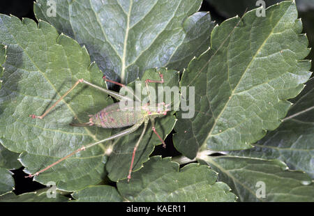 Weibliche gesprenkelten Busch - Kricket auf Blatt. Stockfoto