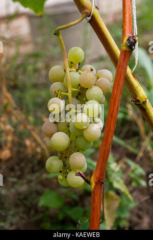 Bündel grüne Trauben hängen Trauben Bush in einem Weinberg. Nahaufnahme der Bündel grüne Trauben mit Wassertropfen im Garten hängend nach regen Stockfoto