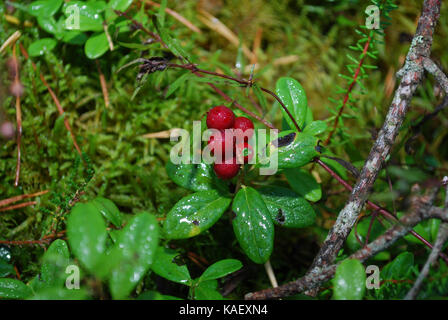 Preiselbeere (Vaccinium vitis-idaea) mit Wassertropfen wachsen im Wald. Stockfoto