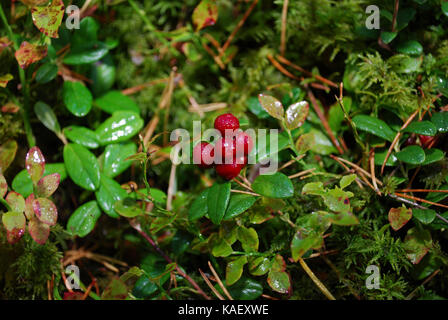 Preiselbeere (Vaccinium vitis-idaea) mit Wassertropfen wachsen im Wald. Stockfoto