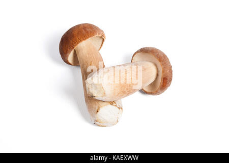 Im Herbst erstaunliche essbare Pilze Boletus Edulis (king bolete) als Steinpilze auf weißem Hintergrund bekannt geerntet. Stockfoto