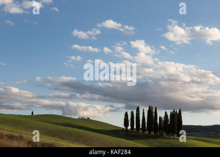 Eine isolierte Gruppe von Zypressen auf einem grünen Hügel in der Toskana (Italien), unter einem grossen blauen Himmel mit weißen Wolken. Typische toskanische Landschaft. Stockfoto