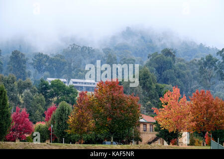 Nebel hüllt Bäume in den Australischen Alpen. Herbst Blätter hinzufügen, um spektakulär Farbe in den Viktorianischen hohe Land Stadt Hell, Australien. Stockfoto