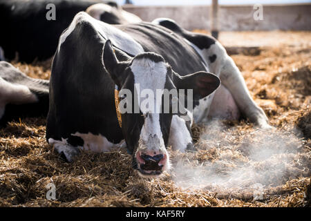 Kuh in einer Scheune Stockfoto
