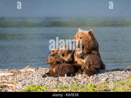 Mutter brauner Bär und ihre vier Jungen in der Nachmittagssonne am Rande des kuril See, Kamtschatka, Russland. Stockfoto