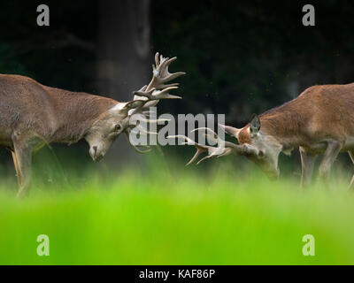Red Deer im Richmond Park London, Großbritannien Stockfoto