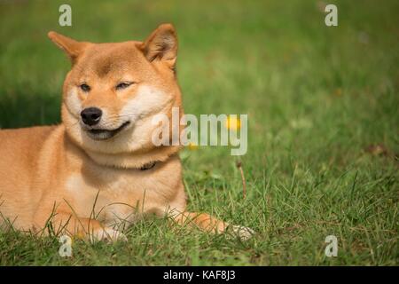 Ein deutscher schäferhund Hund im Rasen liegen und ruht aus. Stockfoto