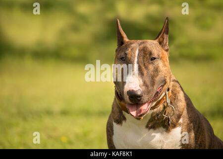 Porträt von einem Hund Bull Terrier mit einem unscharfen Hintergrund von Gras Stockfoto