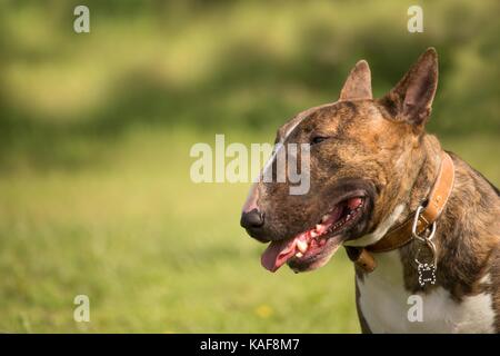 Porträt einer Bull Terrier Hund Profil mit einem unscharfen Hintergrund Stockfoto