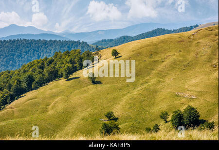 Schönen alpinen Rasen Wiese in den Karpaten. Herbstliche sonnige Wetter mit wunderschönen cloudscape über Berge mit Wald am Hang Stockfoto