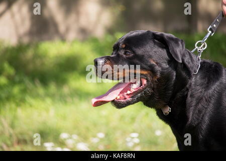 Profil von einem Rottweiler Hund mit der Leine Stockfoto