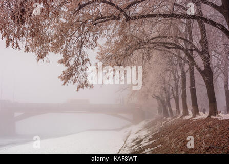 Am längsten in Europa linden Gasse auf Winter neblig und frostigen Morgen. Geheimnisvolle Landschaft in der Nähe von der Masaryk Brücke in Uschhorod, Ukraine Stockfoto