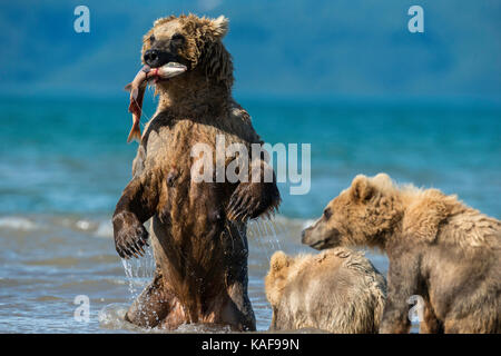 Braunbär fängt Sockeylachs für ihre Jungen, Kuril Lake, Kamtschatka, Russland. Stockfoto