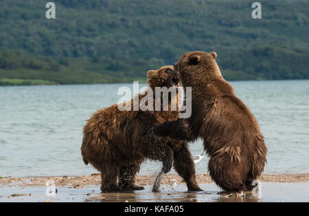 Zwei männliche Braunbären für Dominanz, kuril See, Kamtschatka, Russland kämpfen. Stockfoto