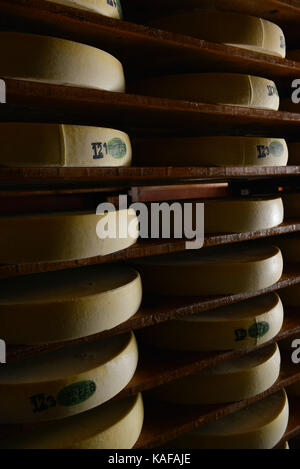 Département (Frankreich), Stadt Maisons-du-Bois-Lievremont: Reifen von Comte Käse in einer Reifungskeller, an Fruitiere de la Brune Stockfoto