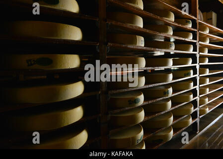 Département (Frankreich), Stadt Maisons-du-Bois-Lievremont: Reifen von Comte Käse in einer Reifungskeller, an Fruitiere de la Brune Stockfoto