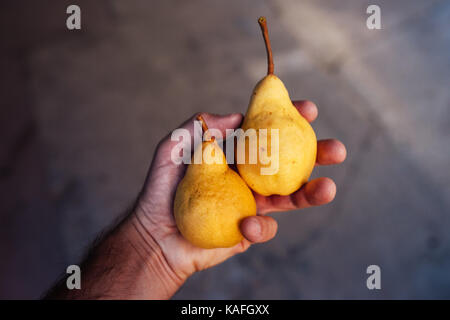 Bauer untersuchen und Kommissionierung Birne Obst in organischen Garten gewachsen, männliche Hand, die reifende Frucht Stockfoto