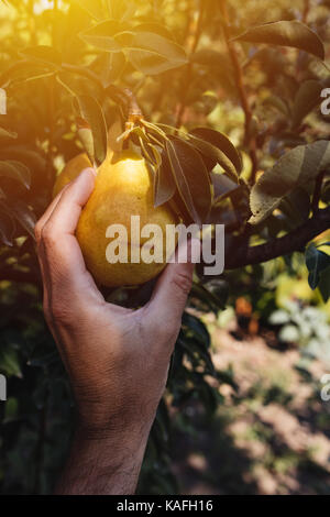 Bauer untersuchen und Kommissionierung Birne Obst in organischen Orchard Garten gewachsen, männliche Hand, die reifende Frucht Stockfoto