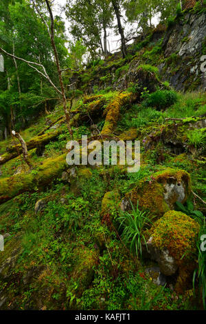 Schloss Tioram - ardnamurchan Halbinsel - Schottland Stockfoto