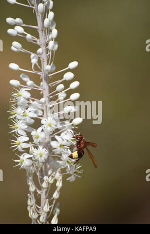 Wasp auf einem Meer Blausterne, (Drimia maritima) in Palästina, Mount Hebron fotografiert, September Stockfoto