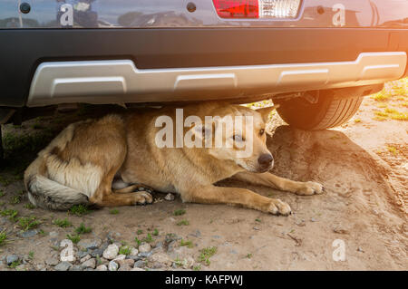 Big Red Dog liegt unter dem Rad auf der Straße bewachen. Sonnig. Die horizontalen Rahmen. Stockfoto