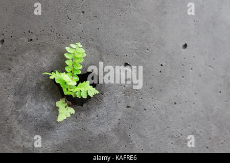 Bracken klein, keimen und wachsen mit Tau aus. Der Abstand von der Wand kleine Farne, keimte und wuchs aus. Der Abstand von der Wand Stockfoto