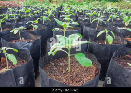 Sämlinge, die Anpflanzung von Sonnenblume gesund vorbereiten, vor dem Einpflanzen. Stockfoto