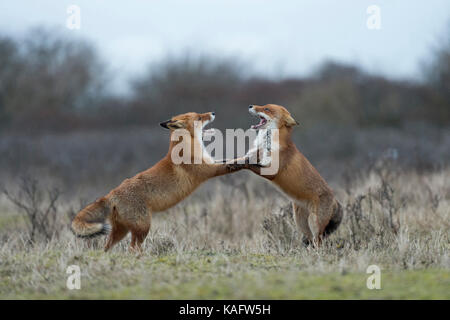 Rote Füchse im Kampf/Rotfuechse (Vulpes vulpes), Kämpfen, steht auf den Hinterbeinen, Bedrohung mit weit geöffnetem Rachen, während der Brunftzeit. Stockfoto