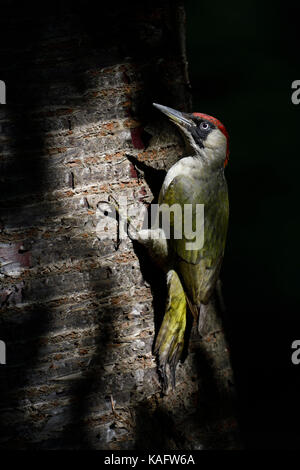 Grünspecht / Grünspecht (Picus viridis), auf einem Baumstamm gehockt, in typischer Pose, Europa. Stockfoto