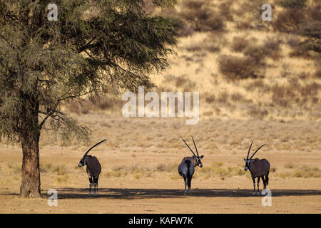 Oryx (Oryx gazella) ruhen im Schatten eines Baumes camelthorn (Acacia Erioloba). Kalahari Wüste, Kgalagadi Transfrontier Park, Südafrika Stockfoto