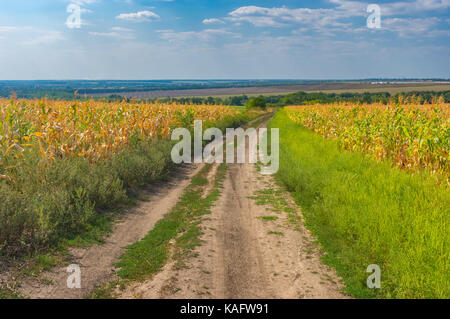 Sommer Landschaft mit einer Masse Straße zwischen landwirtschaftlichen Feld mit bzw. bernsteingelben Mais in der Nähe von Dnipro Stadt, Ukraine Stockfoto