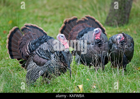 Wilder Truthahn (Meleagris gallopavo), drei Männer anzeigen Stockfoto