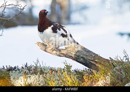 Willow Grouse, Alpenschneehuhn (Lagopus lagopus) in der Übergangszeit Federkleid eines gebrochenen pinestem in der Nähe der Flechten Boden gehockt. Stockfoto