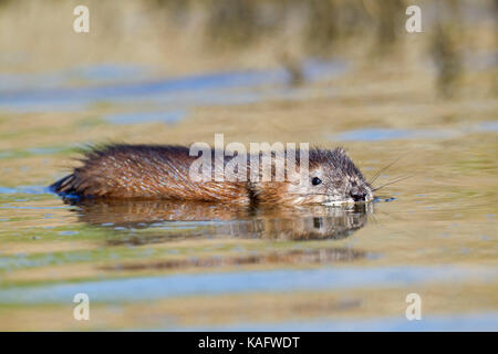 Bisamratte (Ondatra Zibethicus) Schwimmen im seichten Wasser Stockfoto