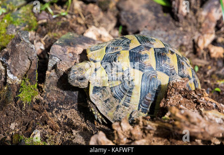 Geochelone sulcata Afrikanischen trieb Schildkröte/sulcata Schildkröte (Geochelone sulcata) Native zum südlichen Rand der Sahara. Stockfoto