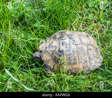 Geochelone sulcata Afrikanischen trieb Schildkröte/sulcata Schildkröte (Geochelone sulcata) Native zum südlichen Rand der Sahara. Stockfoto