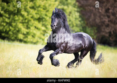 Friesenpferd. Schwarzer Hengst Galopp auf einer Wiese. Österreich Stockfoto