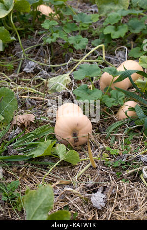 Moschata curcubita. Butternut-kürbis im Gemüsegarten wächst. Stockfoto