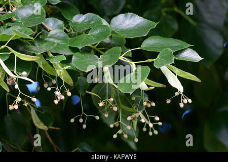 Wenig-leaved Lime (Tilia cordata) Zweige mit Früchten, die Unterseite der Blätter deutlich sichtbar Stockfoto